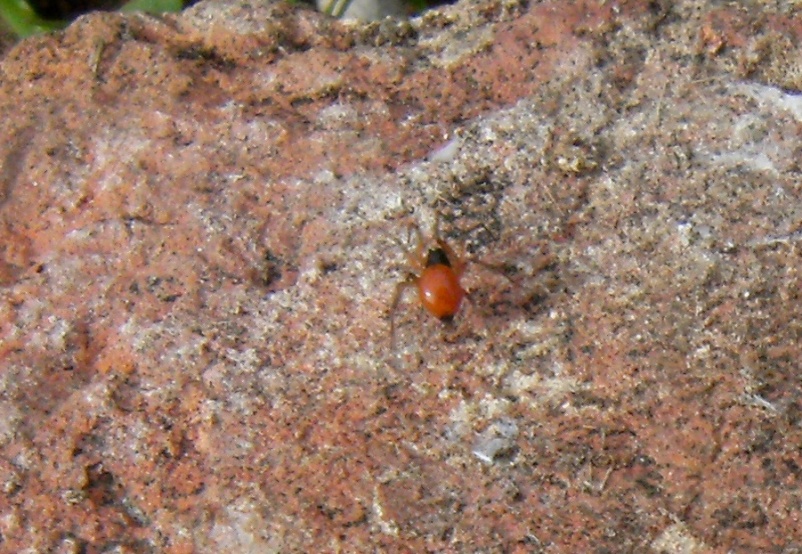 Ragnetto rosso: Ostearius melanopygius